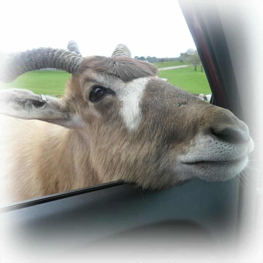 West Midlands Safari Park: An honest review - I was not asked to review this attraction and I have shared the negative points as well as the positive. 