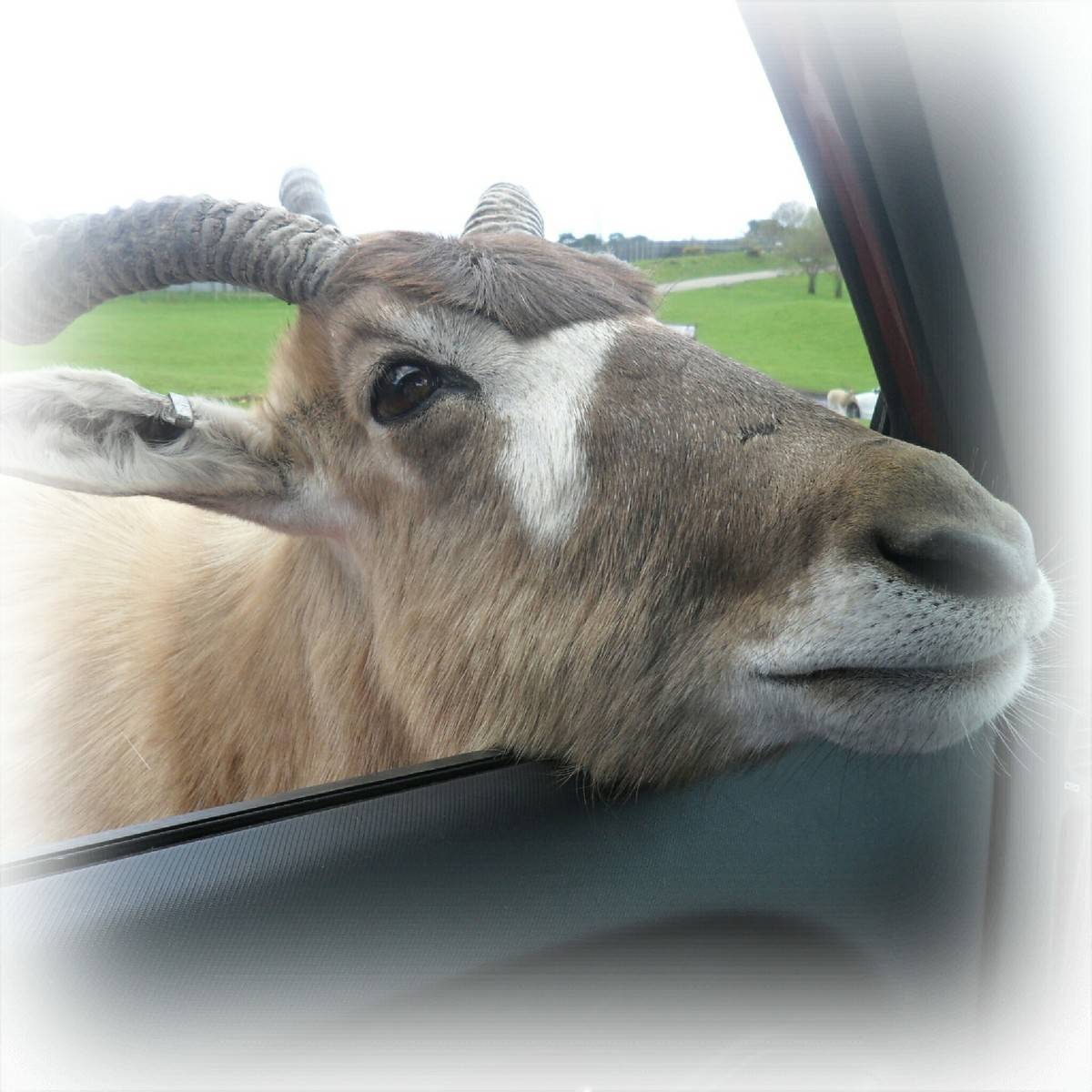 West Midlands Safari Park: An honest review - I was not asked to review this attraction and I have shared the negative points as well as the positive.