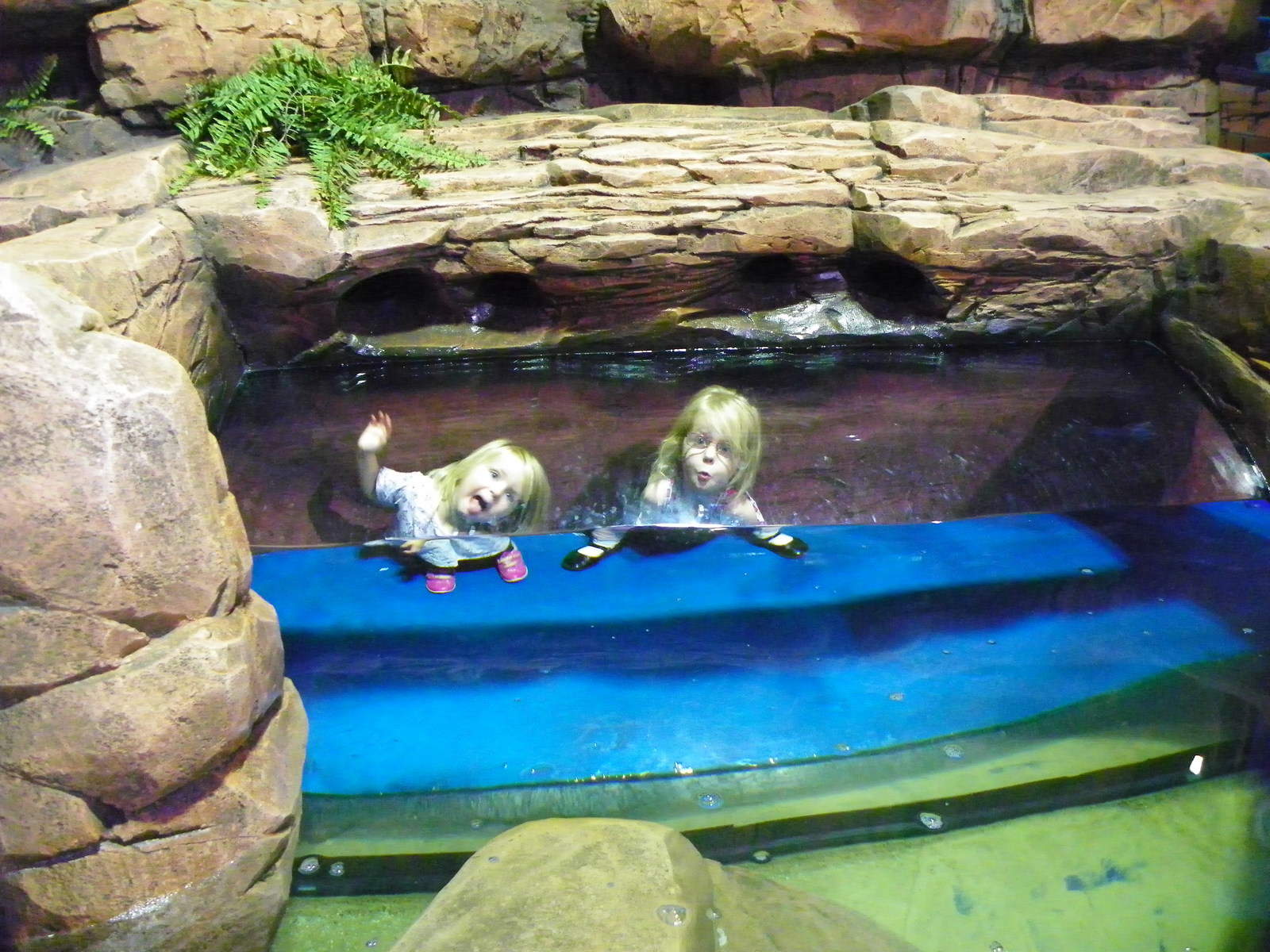The day we found Dory at Sea Life Birmingham