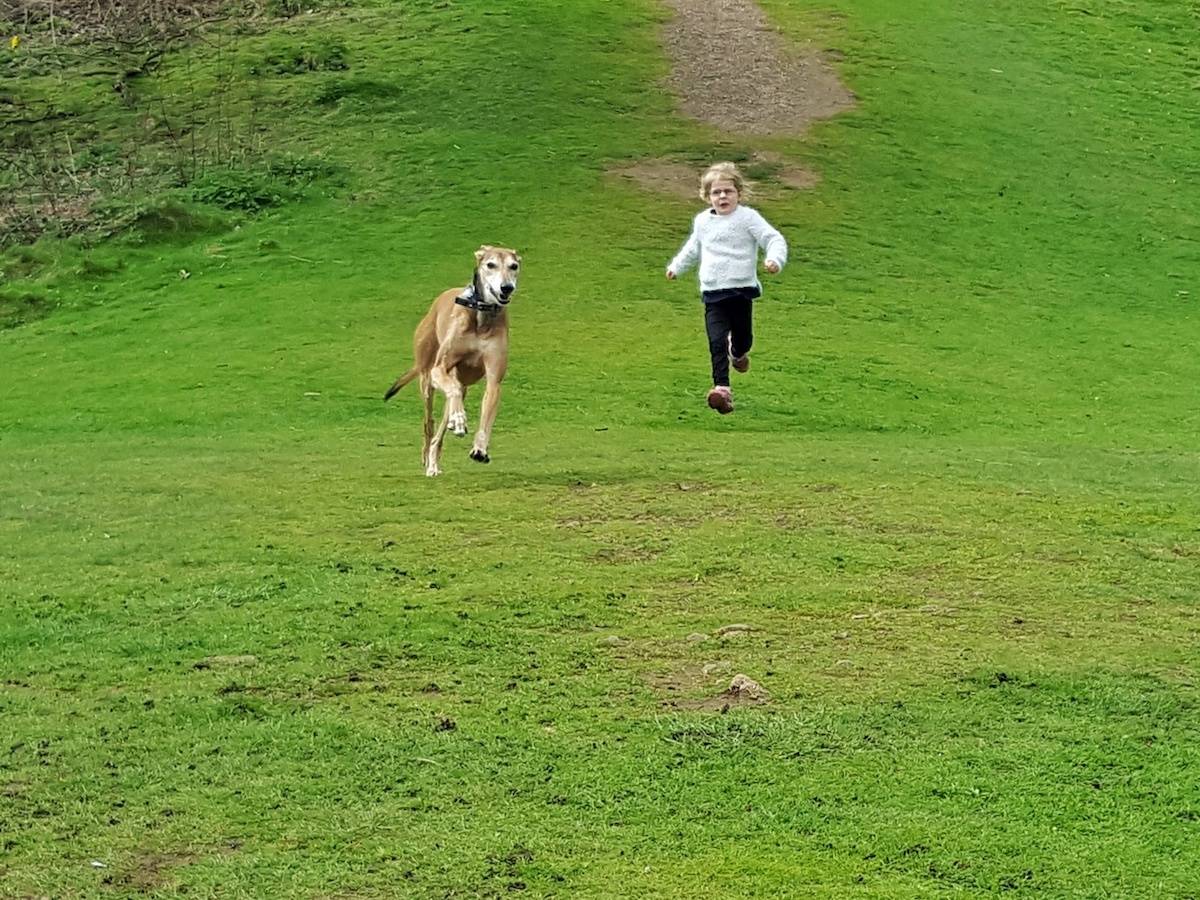 Beige coloured lurcher dog racing a little girl down a hill on very green grass