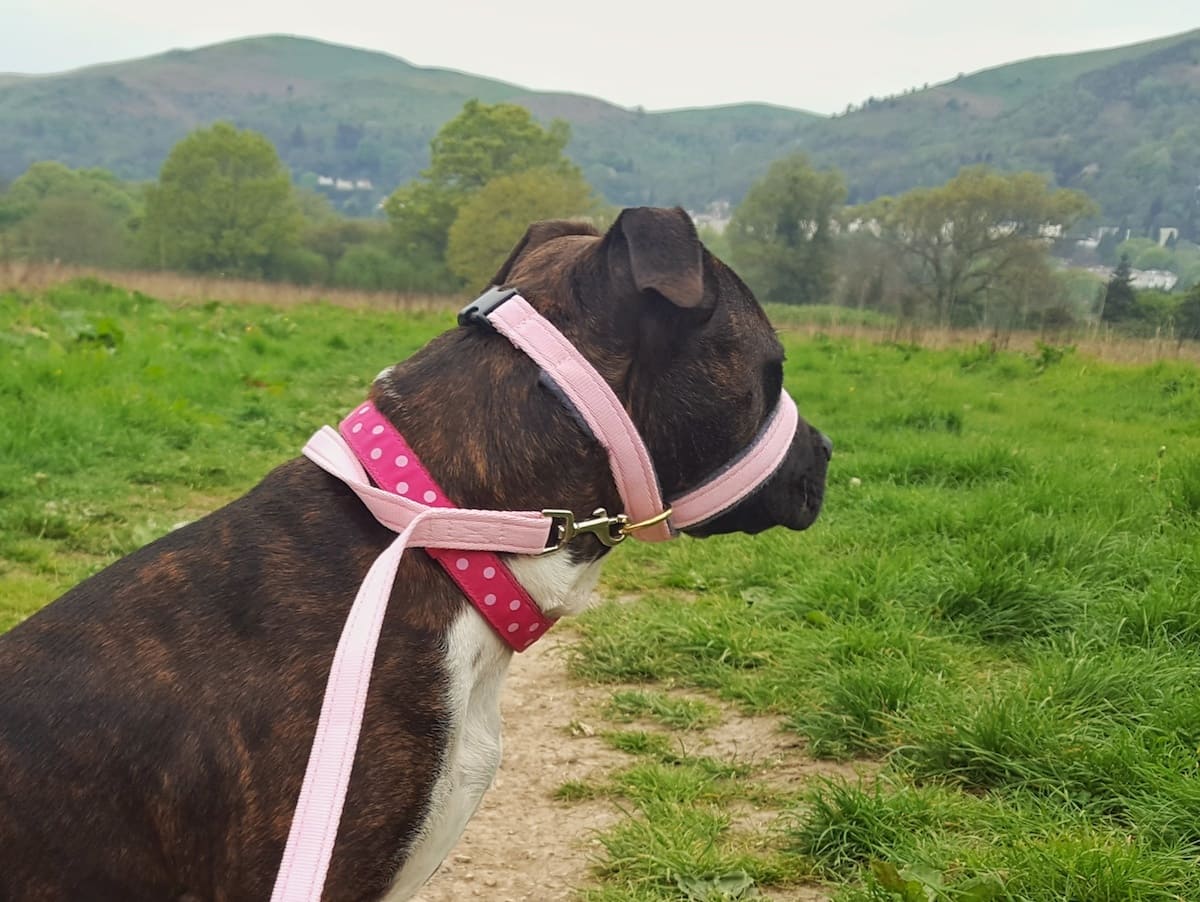 A review and giveaway of Meg Heath bespoke dog leads and collars