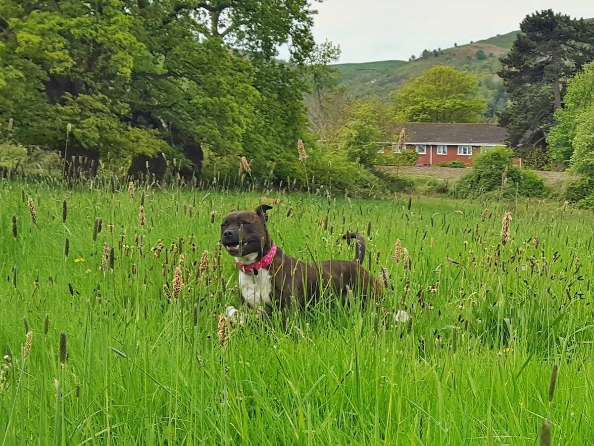 Brindle staffy running through a field of long grass with her eyes partly closed and a grin on her face