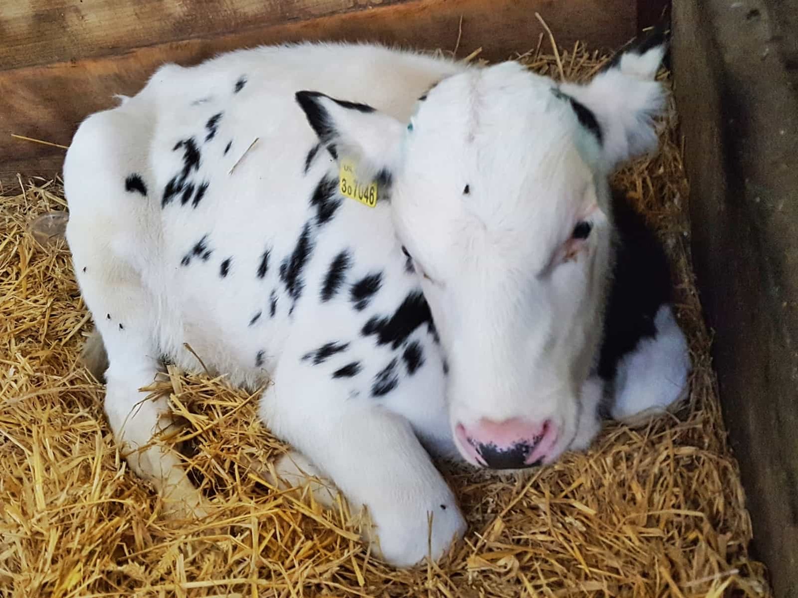 National Forest Adventure Farm | Situated in Staffordshire in the West Midlands, UK - the National Forest Adventure Farm is the perfect day out for children and families who like to be outdoors. On Halloween, pick your own pumpkin from the pumpkin patch to take home with you. Plus, see all the other scary goings on. #Halloween #WestMIdlands #NationalForest #familytravel