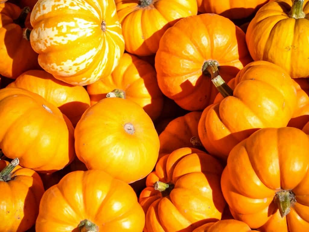 lots of orange pumpkins