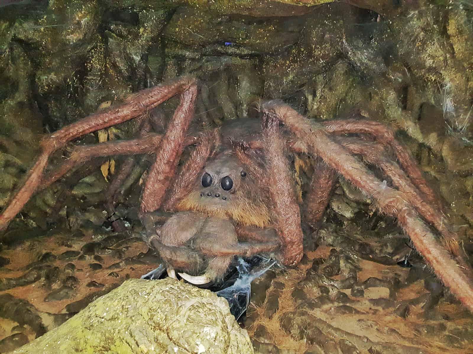 realistic model of a large spider