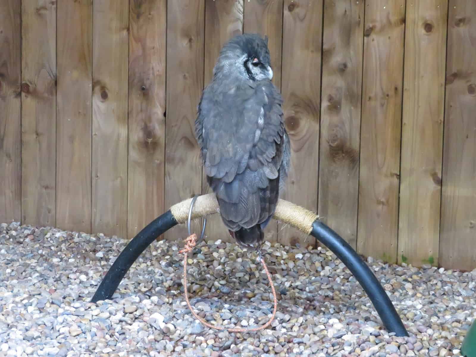 An owl sits on a bird of prey handling perch. 