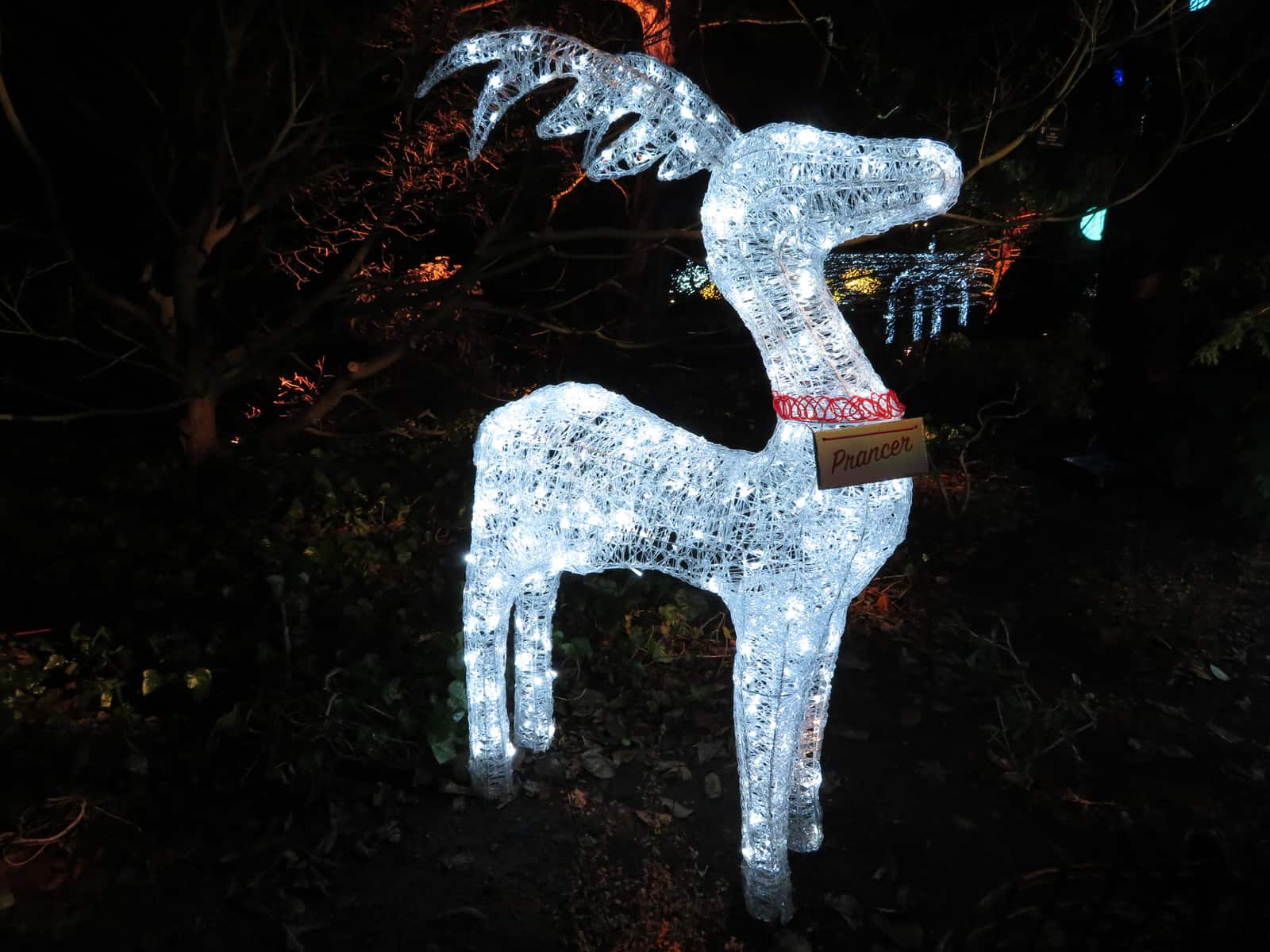 A white, illuminated reindeer