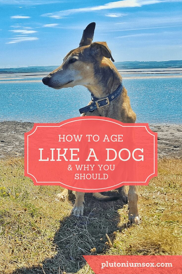Dogs | There is a lot we can learn from our pets. Dogs in particular seem to be such wise beings despite living such painfully short lives. Here's how to age like a dog - and why you should. #dogs #pets #ageing