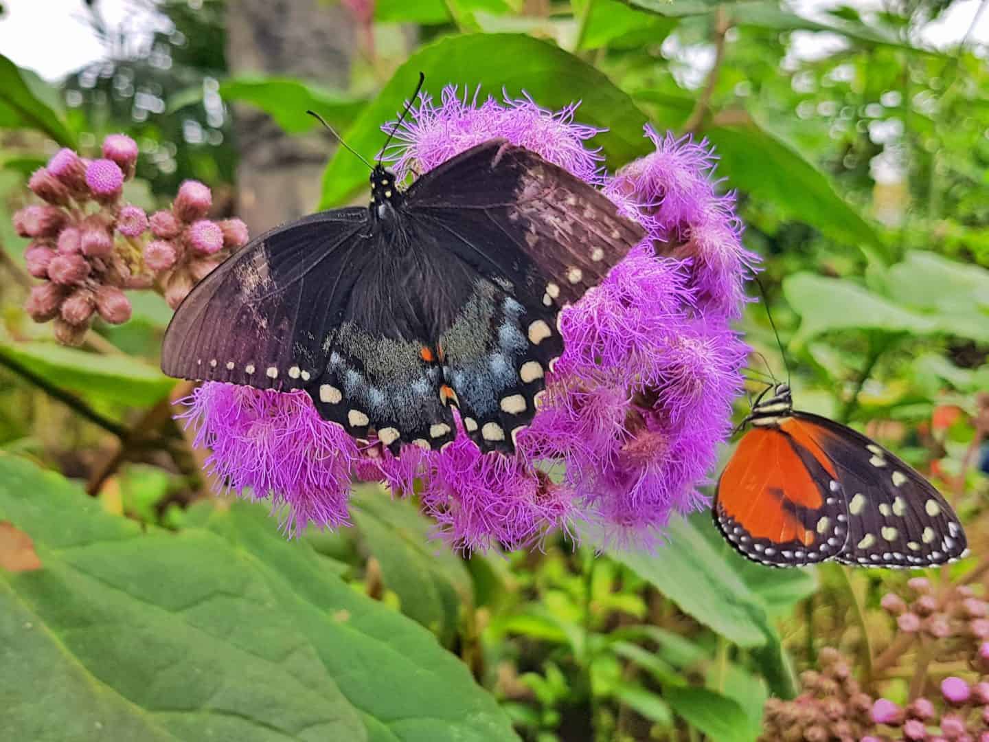 Large brown butterfly with white spots on a purple flower at Stratford Butterfly Farm, one of many rainy days out West Midlands