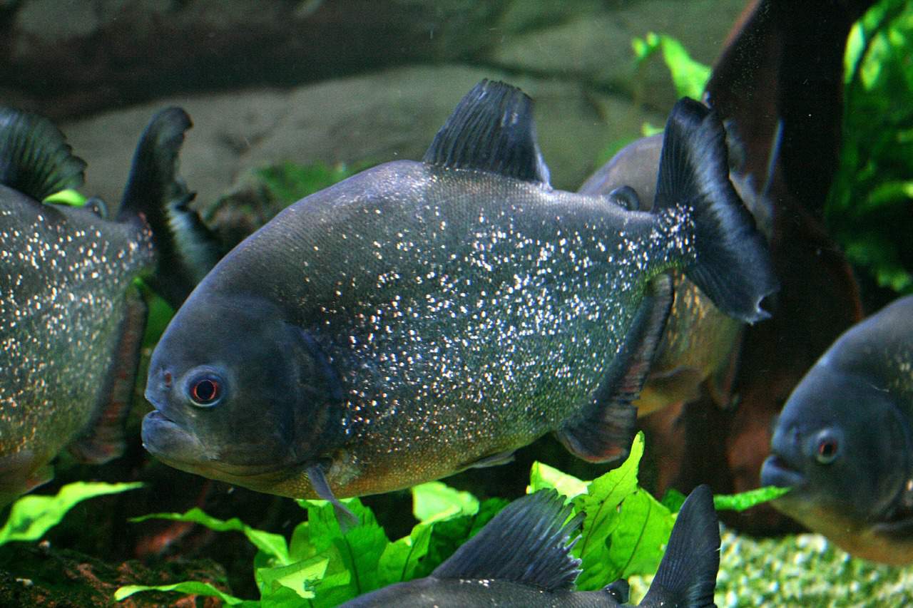 Two piranha fish swimming in a tank