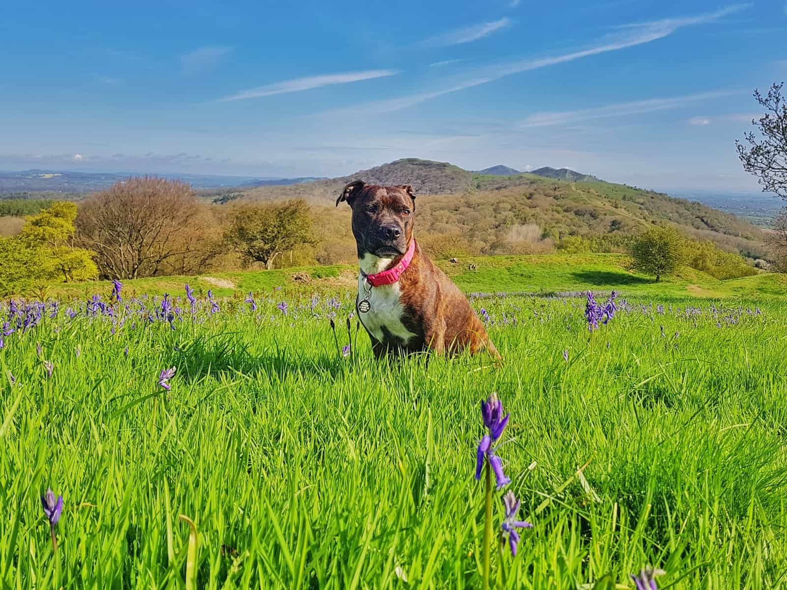 photo of a dog sat in a bluebell field with hills in background