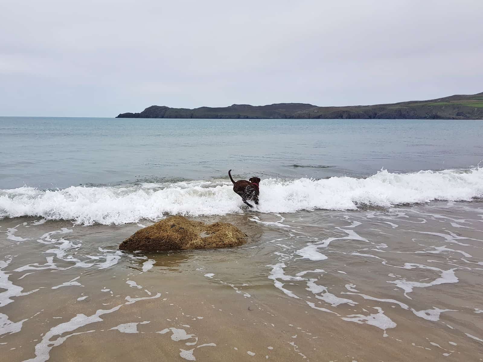 A dog jumps off a rock into the waves at Porthsele, a Pembrokeshire beach near Pencarnan farm