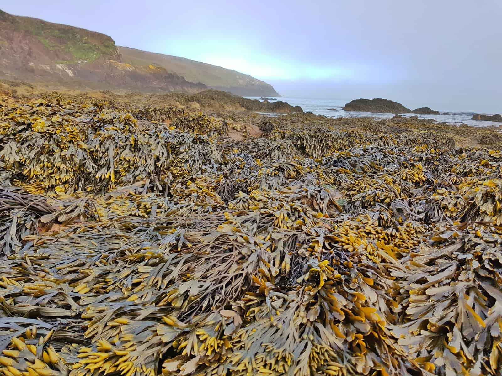 Seaweed on Porthsele, a Pembrokeshire beach near Pencarnan farm