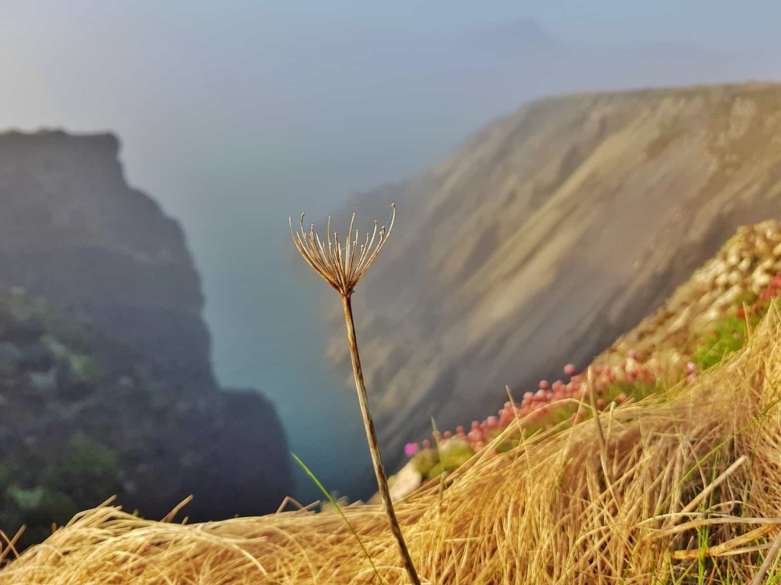 foliage in the foreground, cliffs in the background and sea off Porthsele, a Pembrokeshire beach near Pencarnan farm