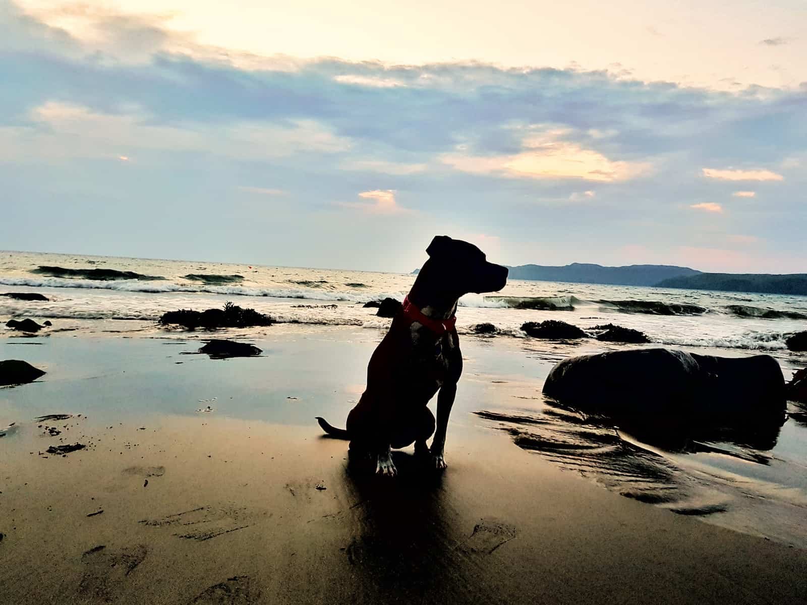 Silhouette of a dog sitting on a beach at an open water swimming spot in Pembrokeshire