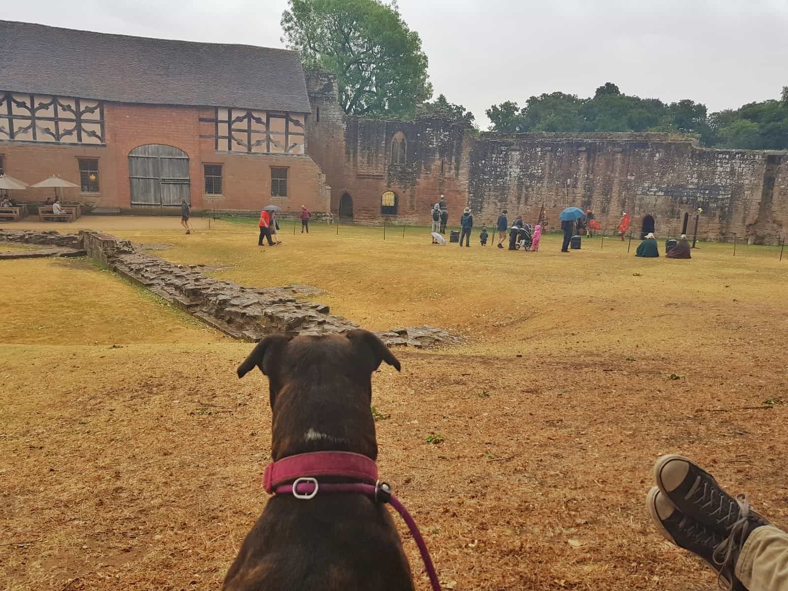 Kenilworth Castle Warwickshire dog watching show