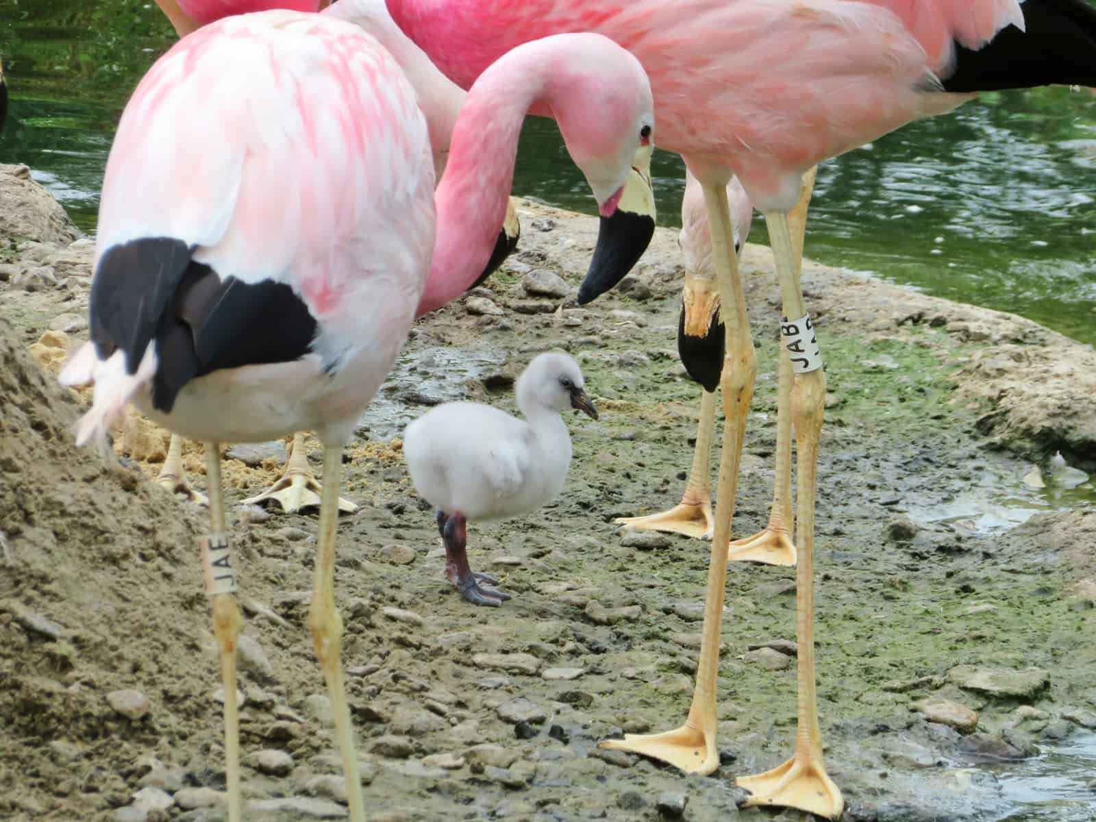 WWT Slimbridge, Gloucestershire - baby flamingo with adult flamingos