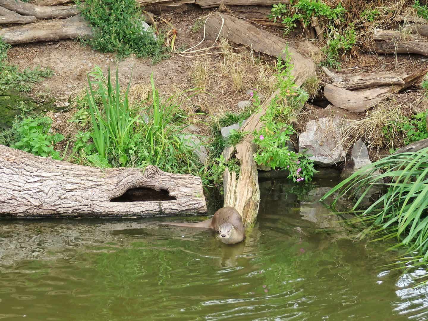 Otter in small pond