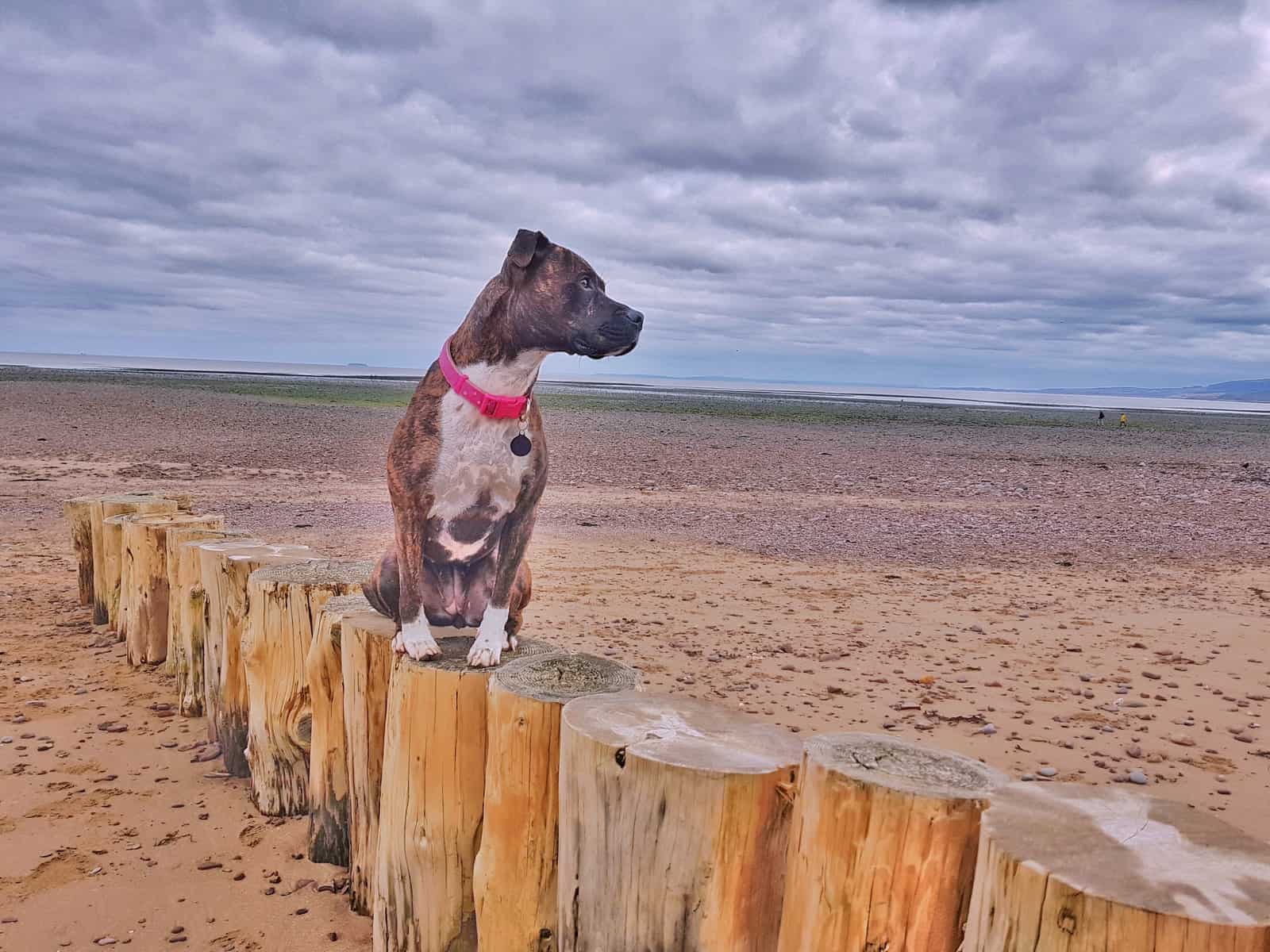 Dog on Blue Anchor beach
