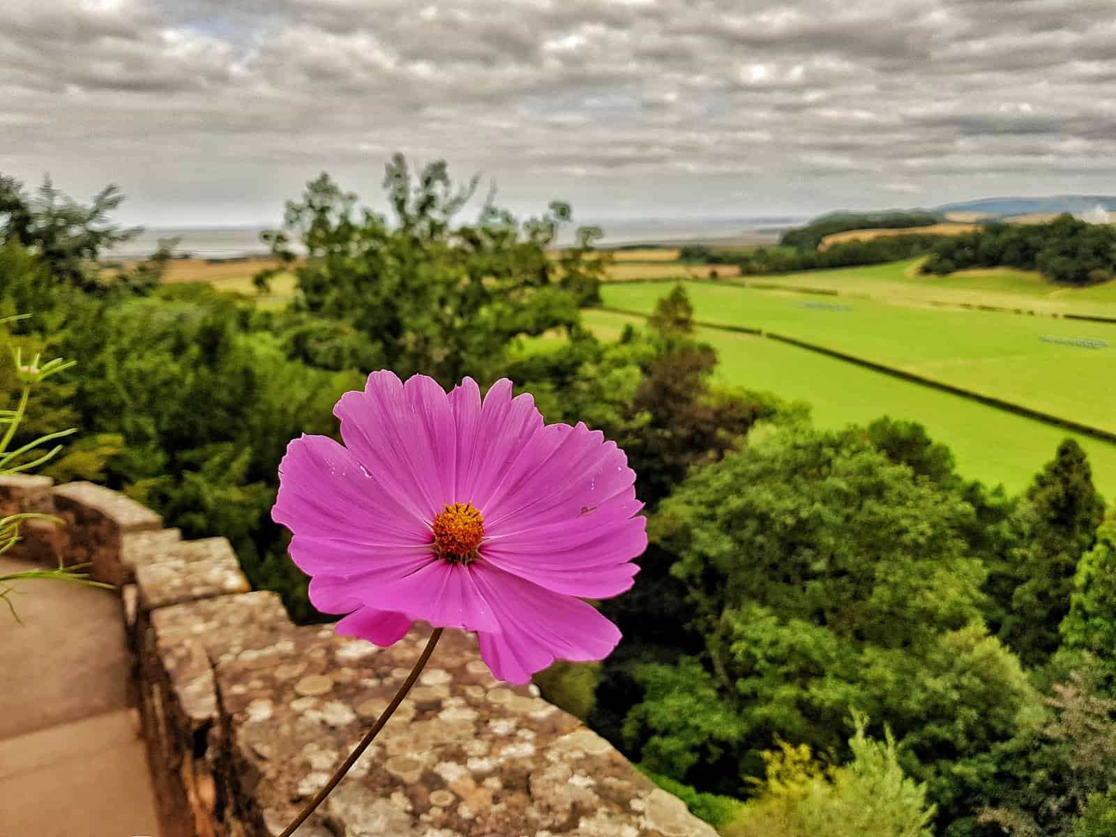 View from Dunster castle with pink flower in foreground