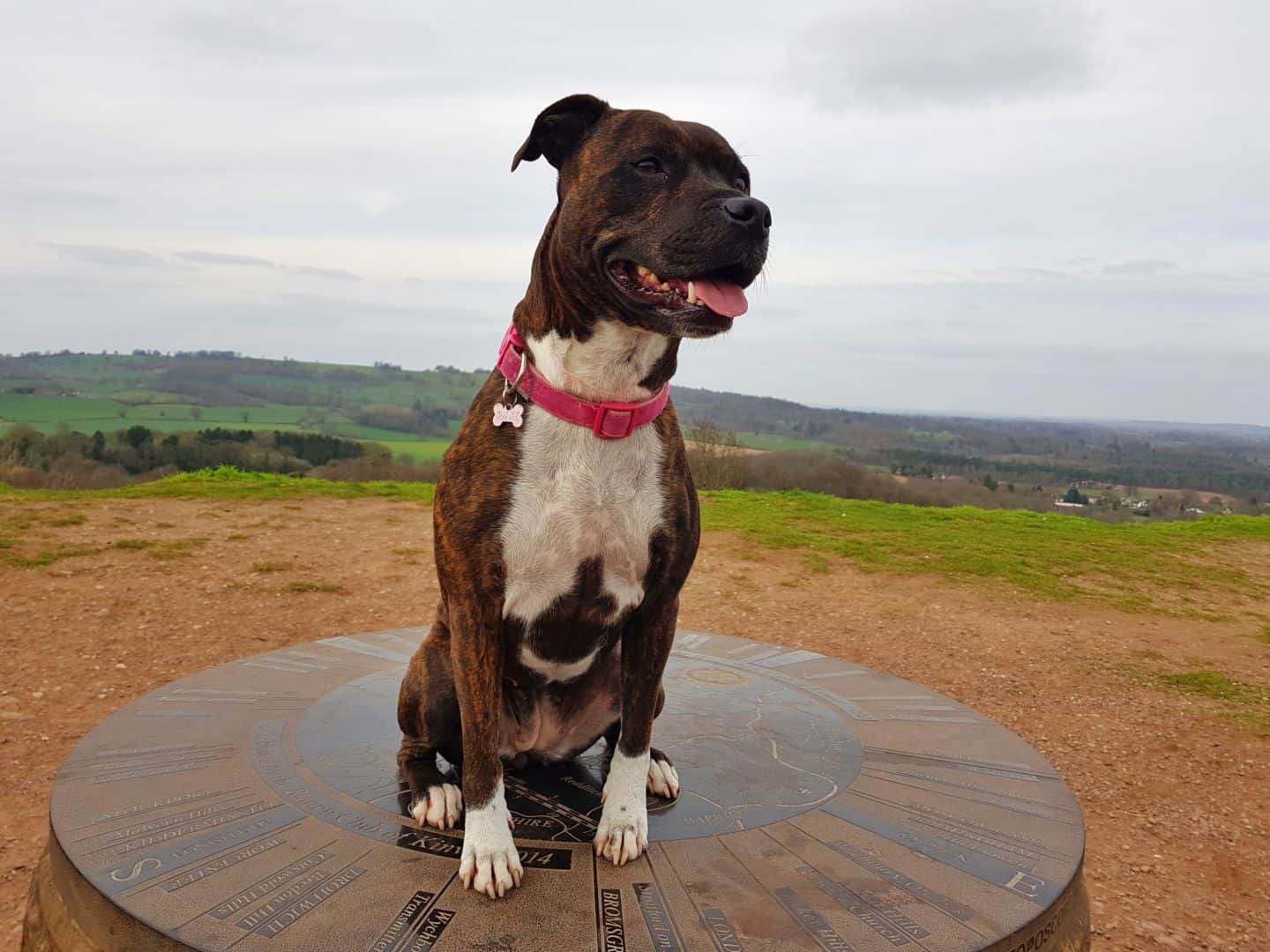 Kinver Edge and the Rock Houses National Trust West Midlands dog on viewpoint
