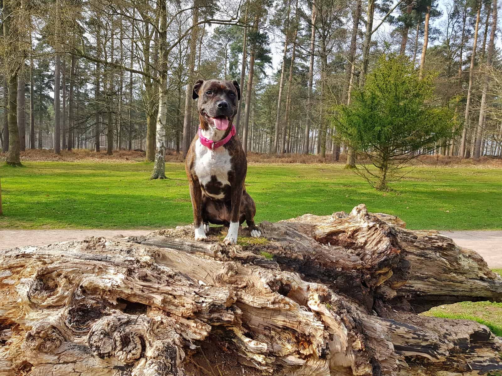 dog sitting on large log