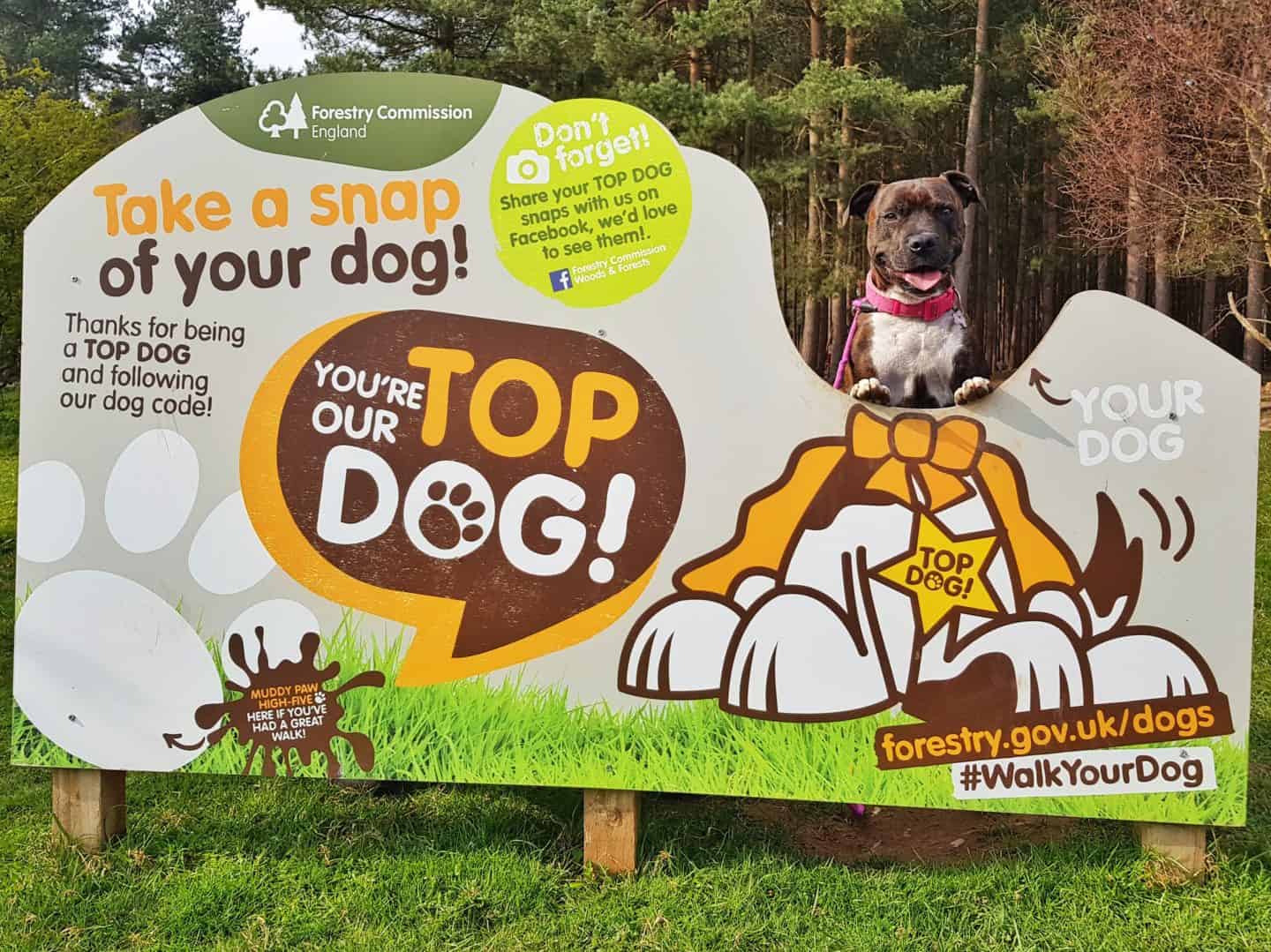 dog standing by top dog sign