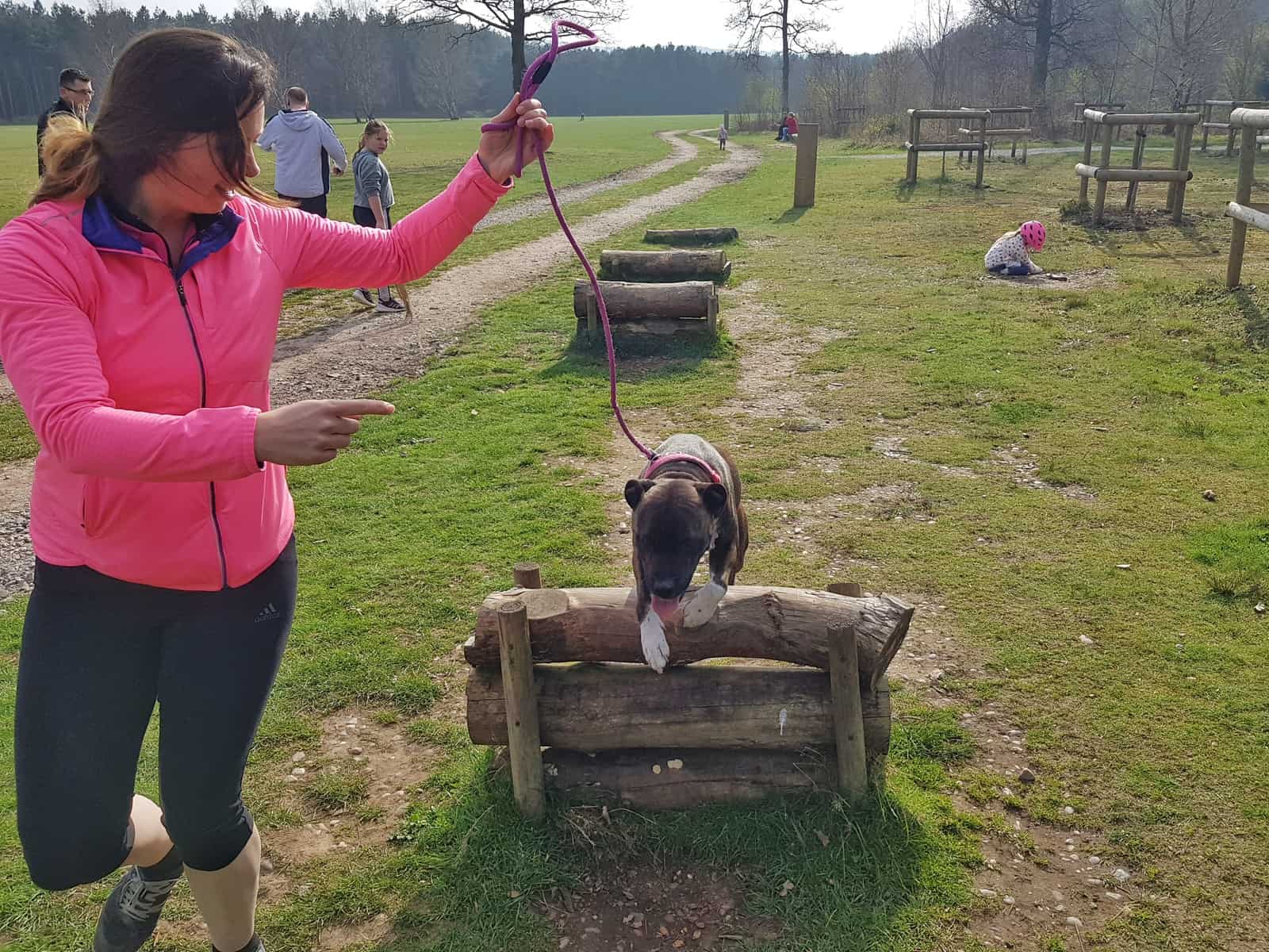 Dog jumping over a wooden obstacle on a dog activity trail in Cannock Chase Forest Staffordshire West Midlands
