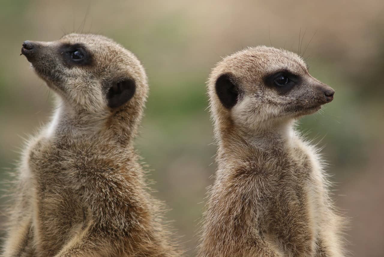 Meercats facing away from each other as if in disagreement