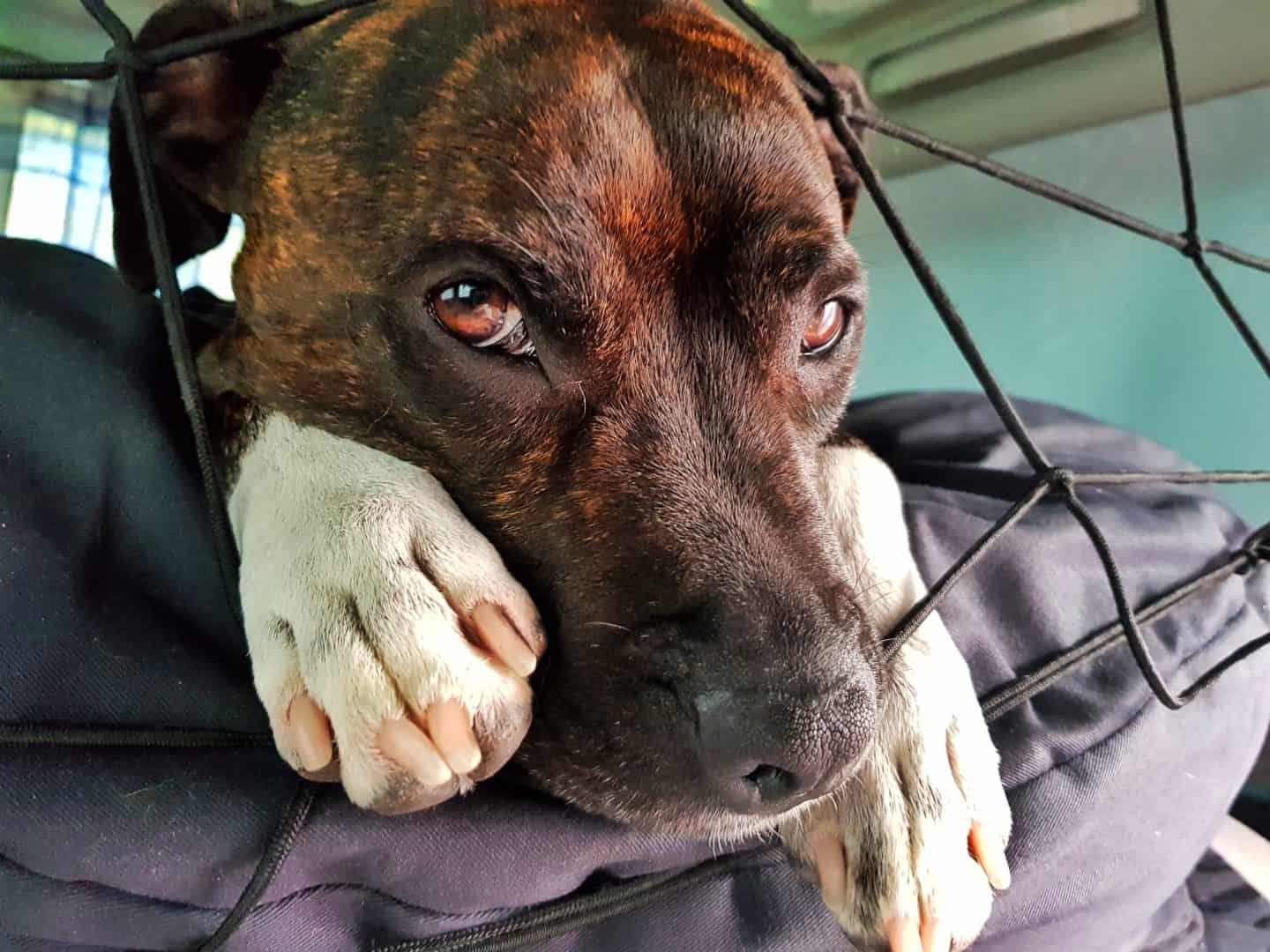 dog in a camper van