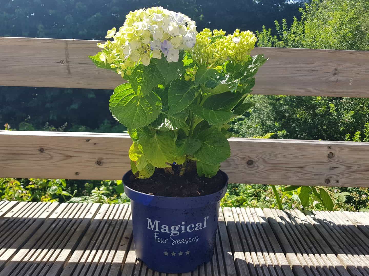 Magical Hydrangeas in pot
