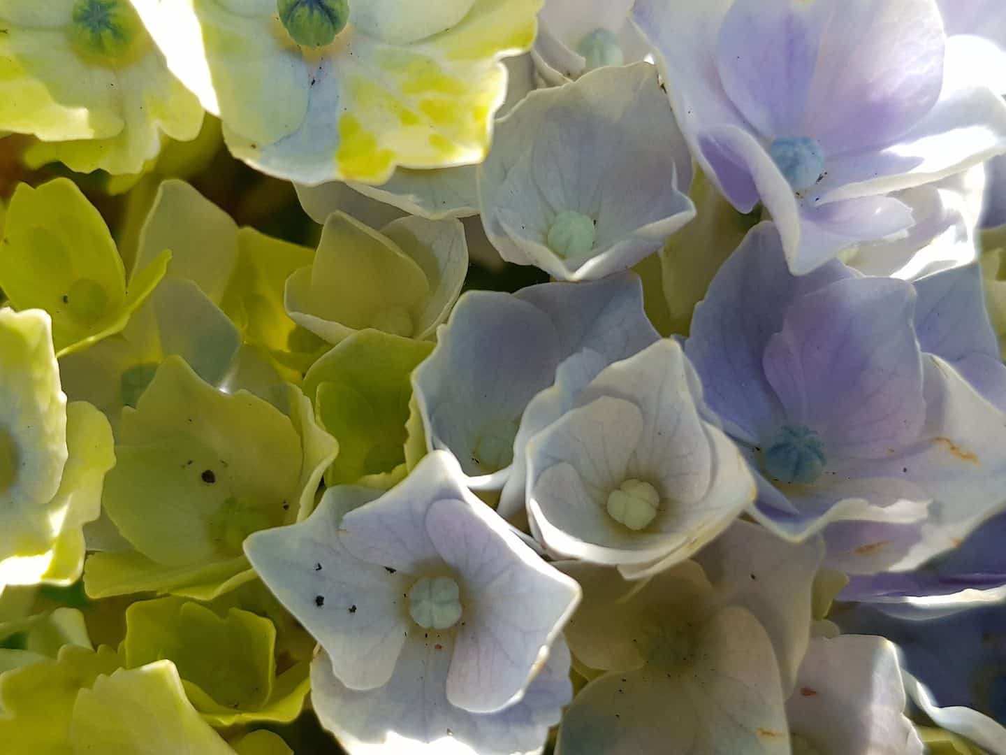 Magical Hydrangeas white flowers