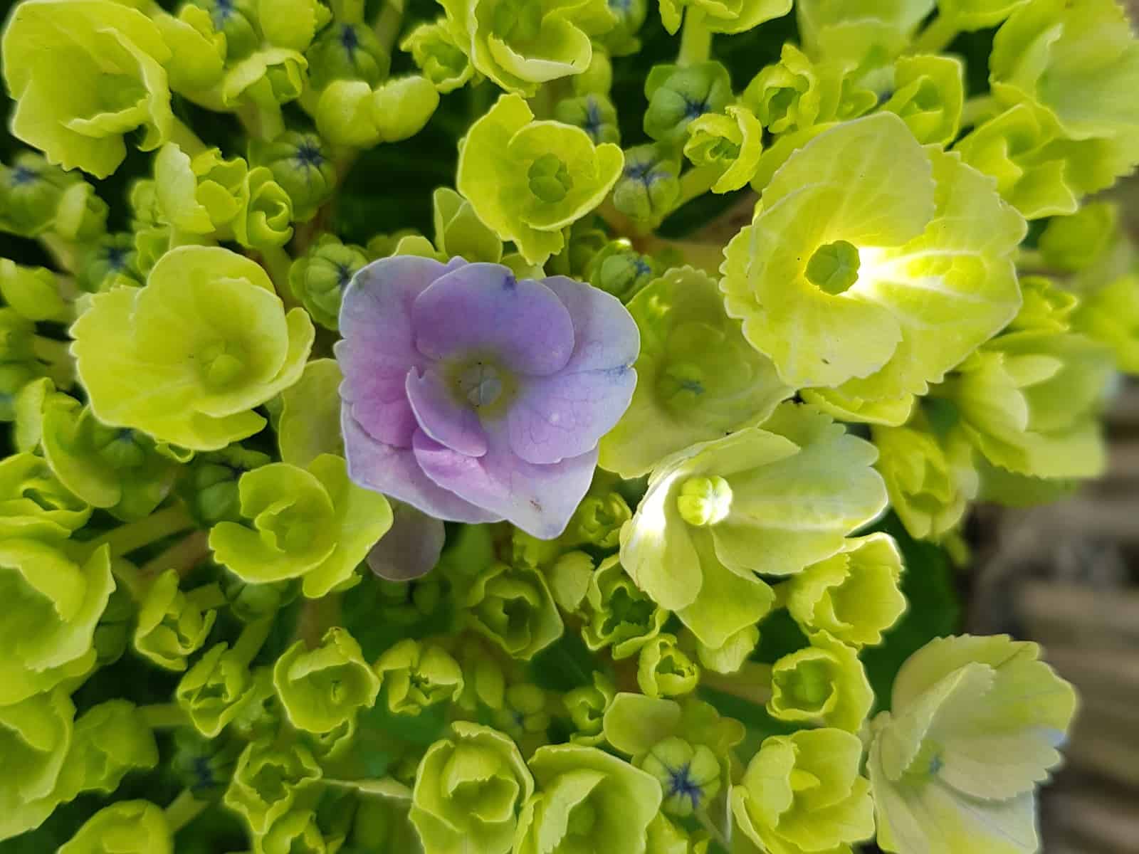 Magical Hydrangeas as a gift for garden lovers