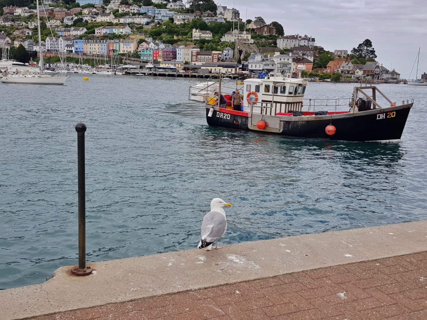 seagull at waterfront in Dartmouth with boat in water