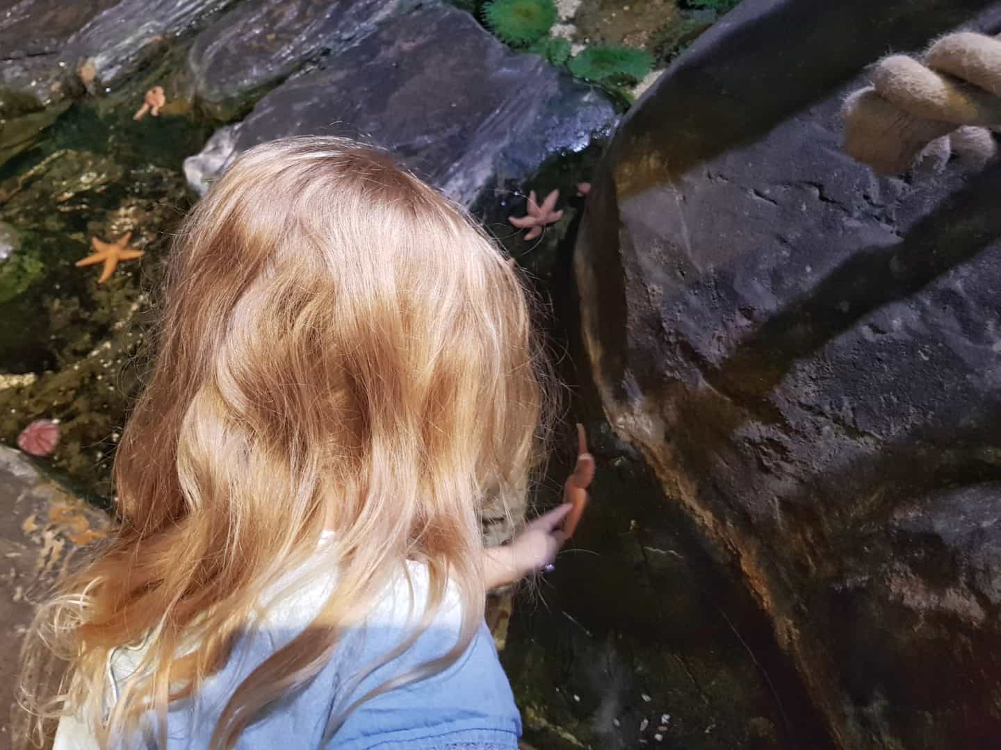 Child touching a starfish at the National Sea Life Centre