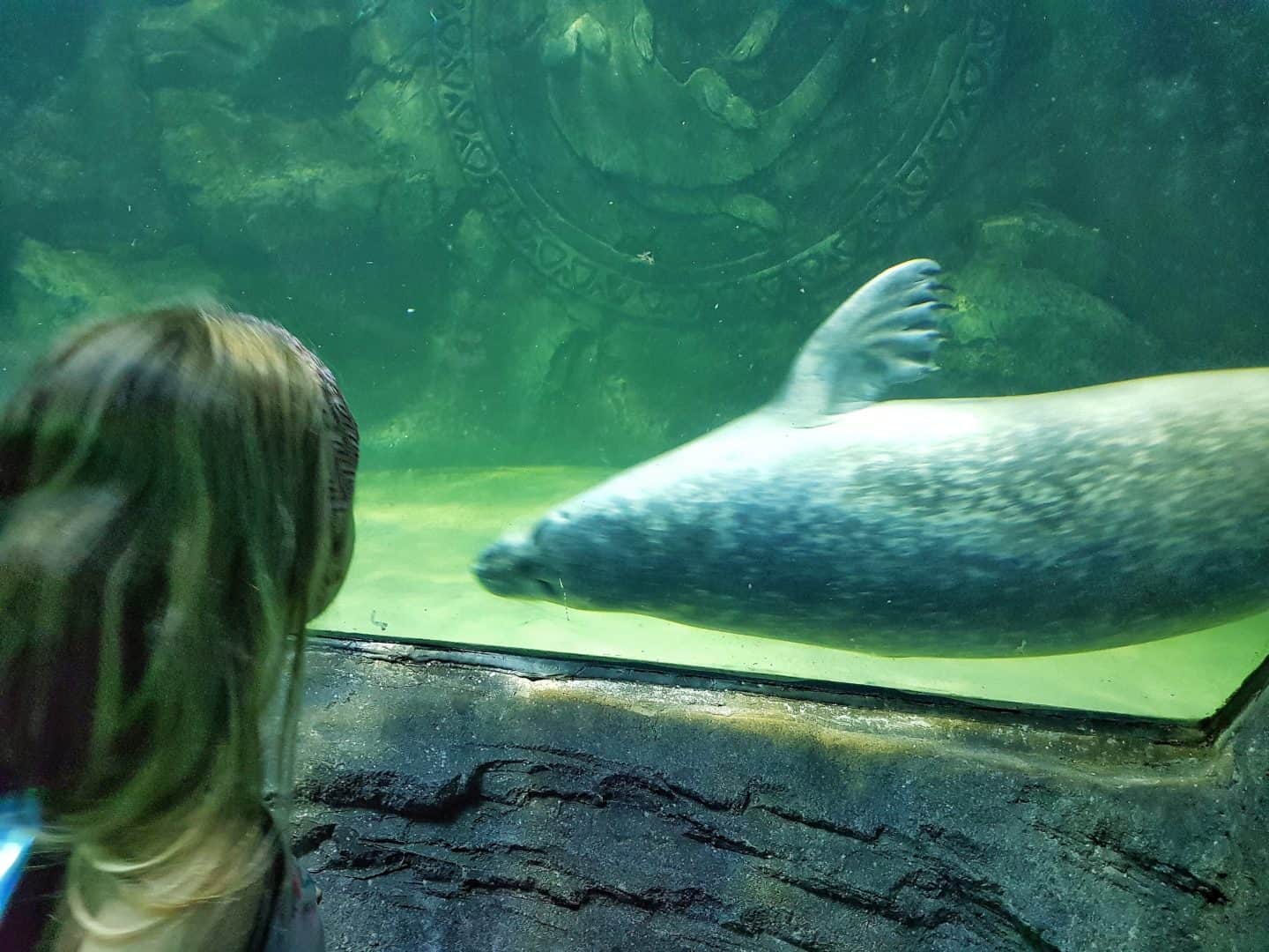 Girl watching seal at the National Sea Life Centre