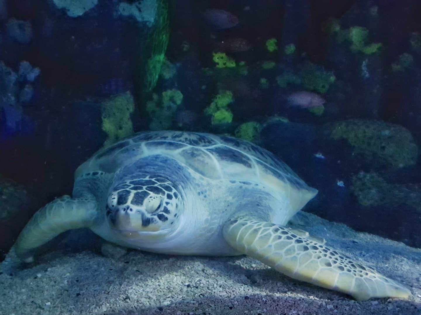 Sea turtle at the National Sea Life Centre