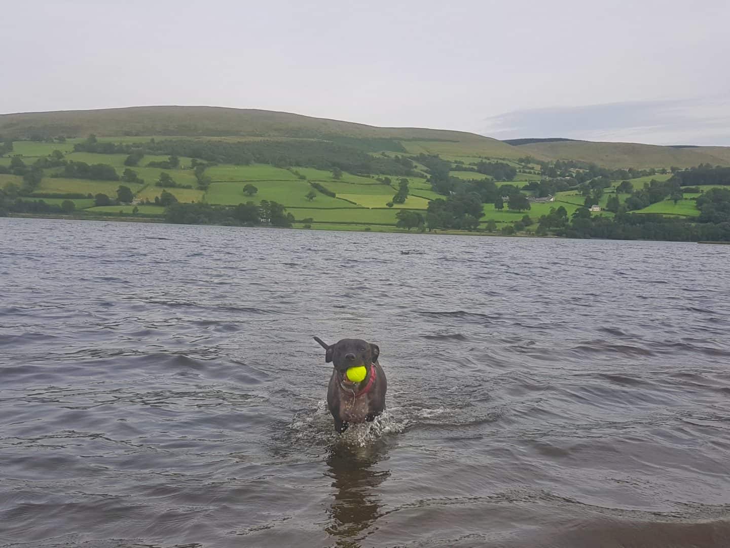 Dog with ball in Lake Bala, North Wales