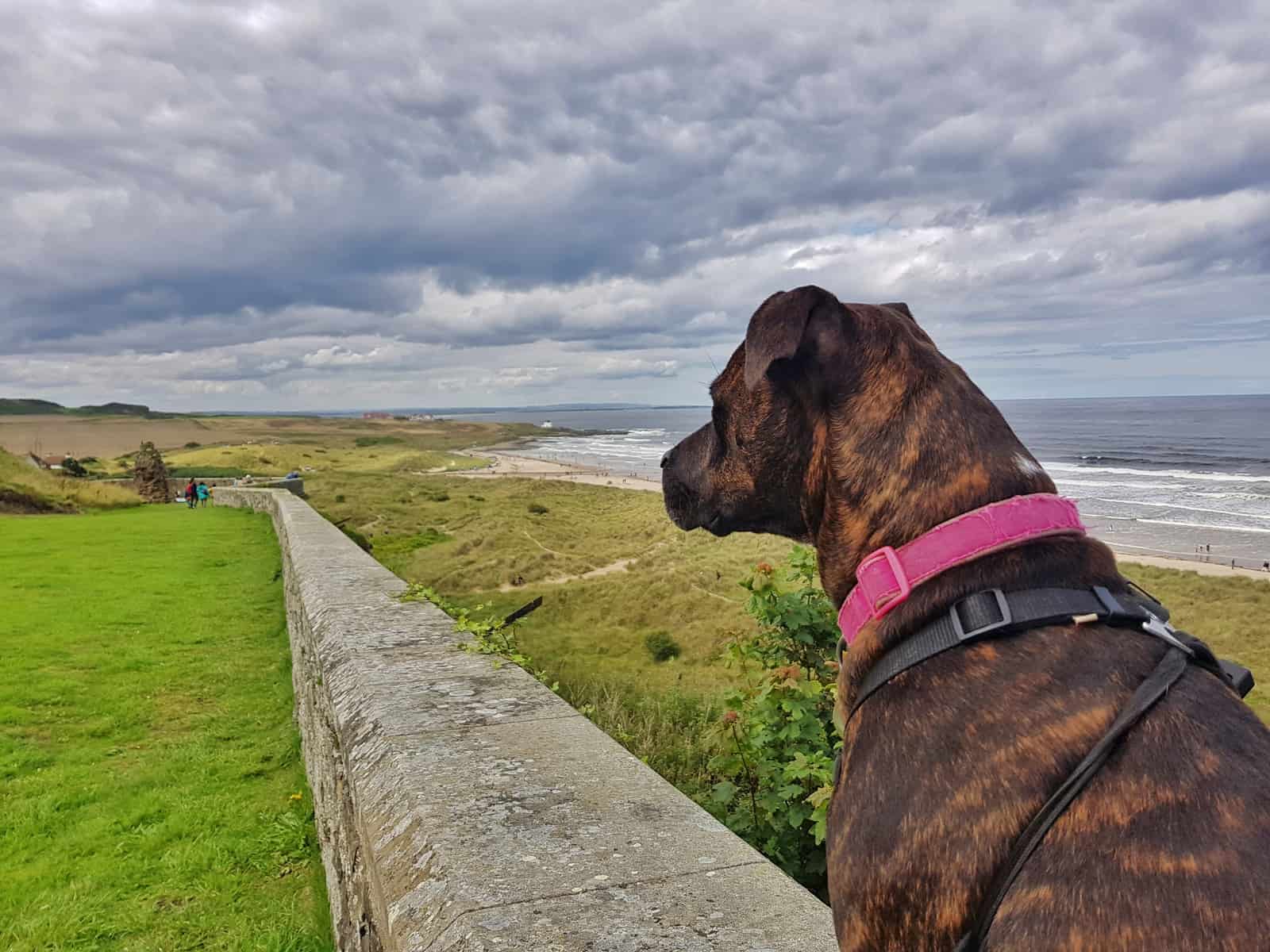 A dog friendly family day out at Bamburgh Castle