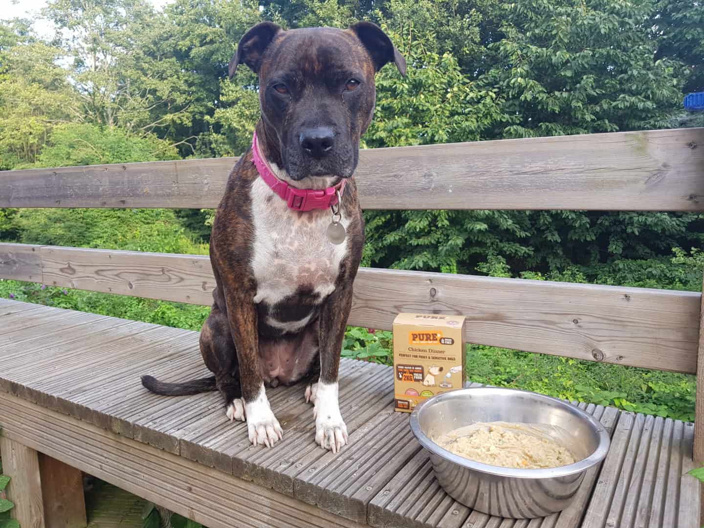 Brown staffy cross sitting on a bench next to a bowl of Pure Pet Food and a box of the same.