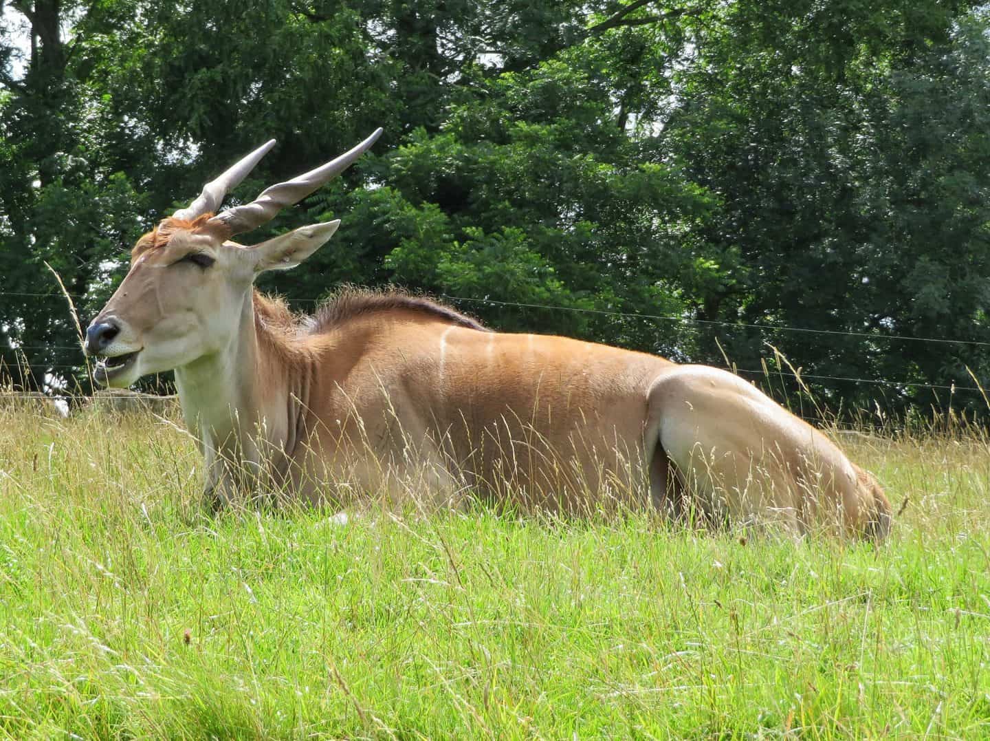 Onyx at Longleat Safari Park