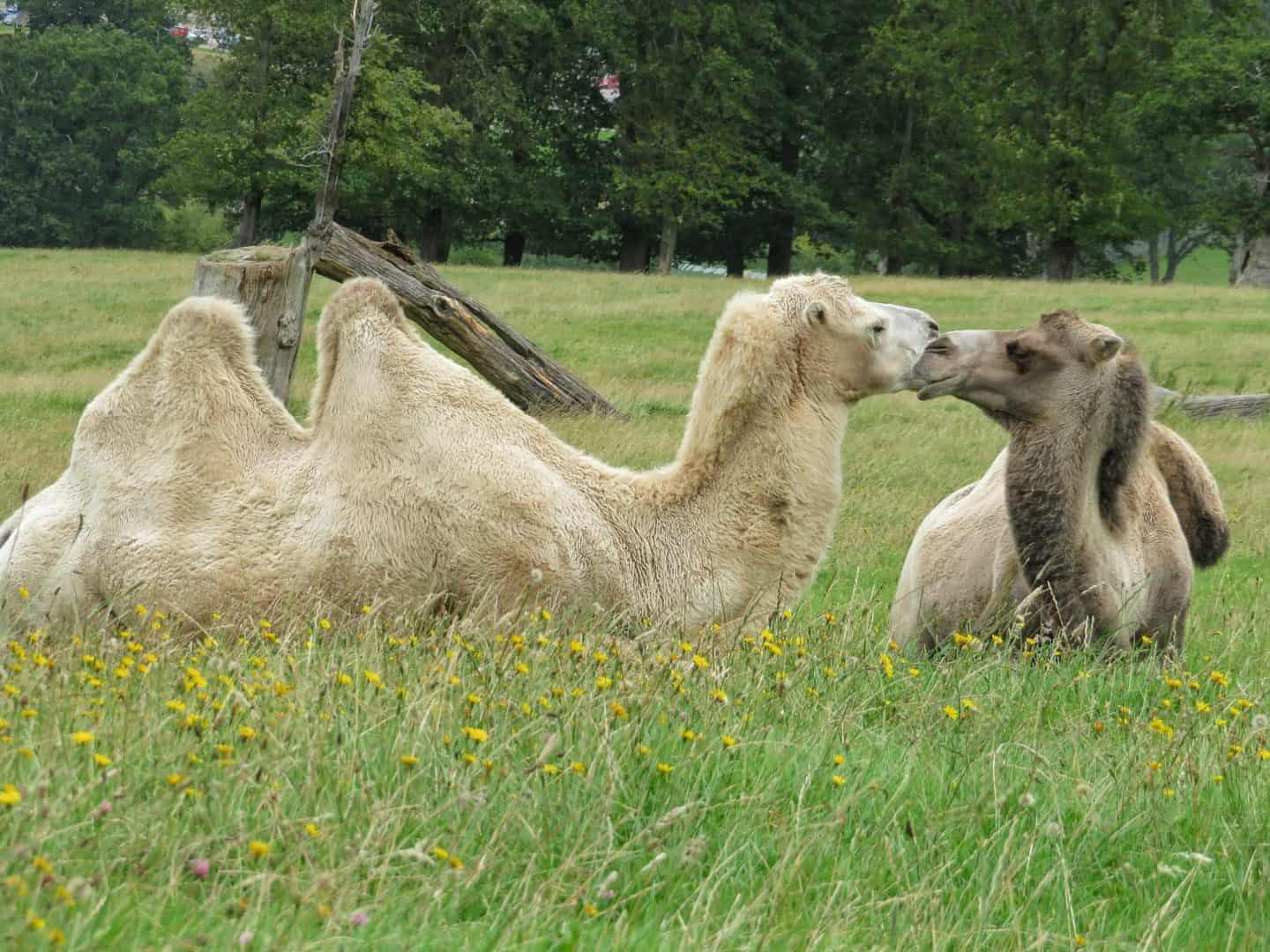 Two camels sitting down looking like they are kissing at Longleat Safari Park