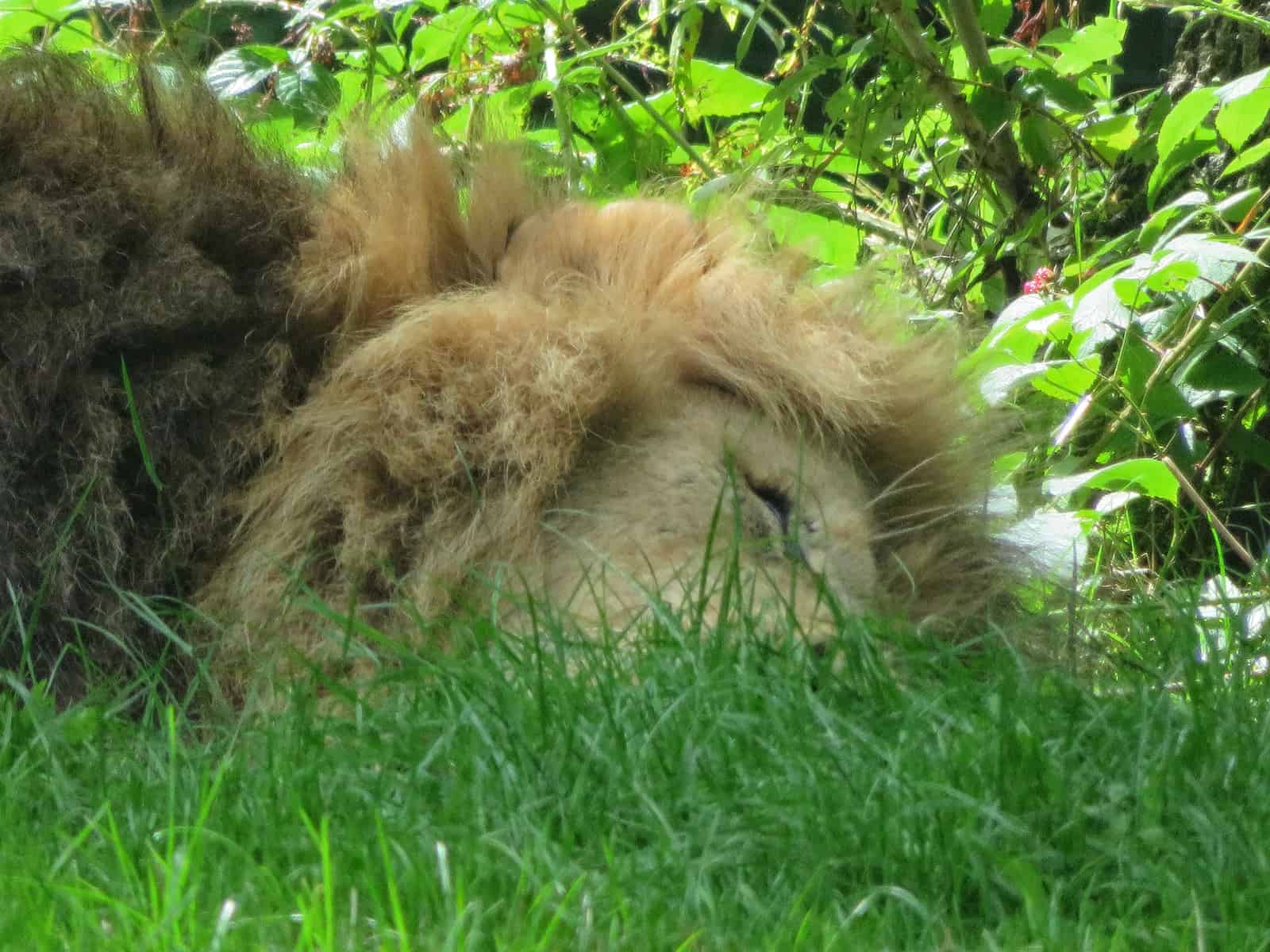 Lion dozing in the shade at Longleat Safari Park