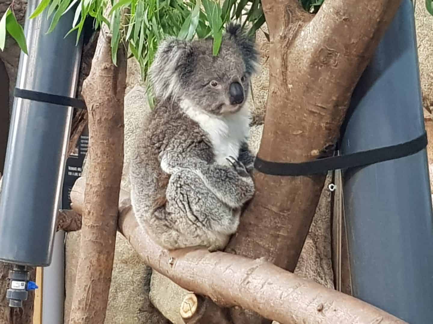 Koala at Longleat Safari Park