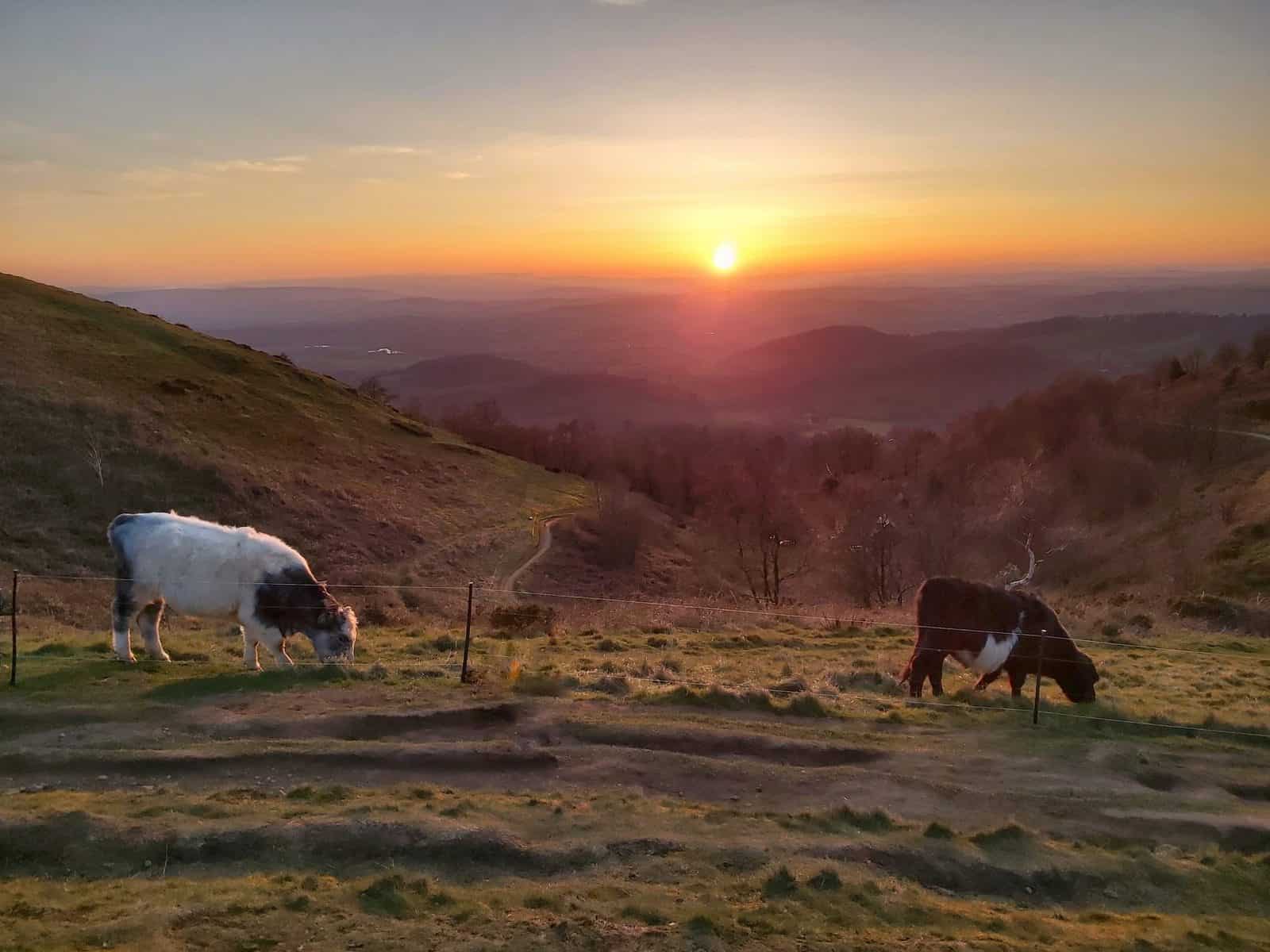 Malvern Hills at sunset with cattle grazing on the hillside