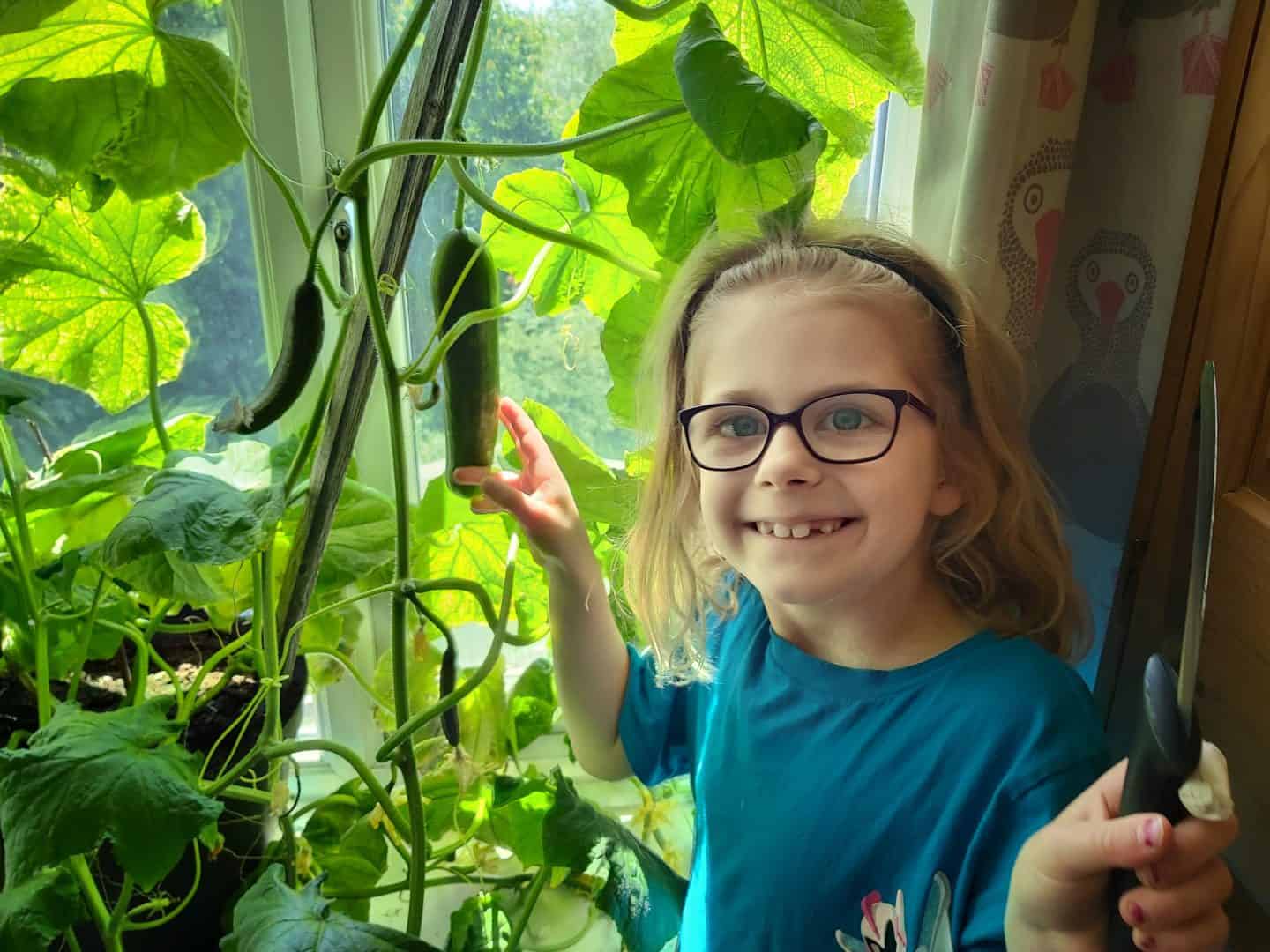Little girl being eco friendly by growing cucumbers on the windowsill.