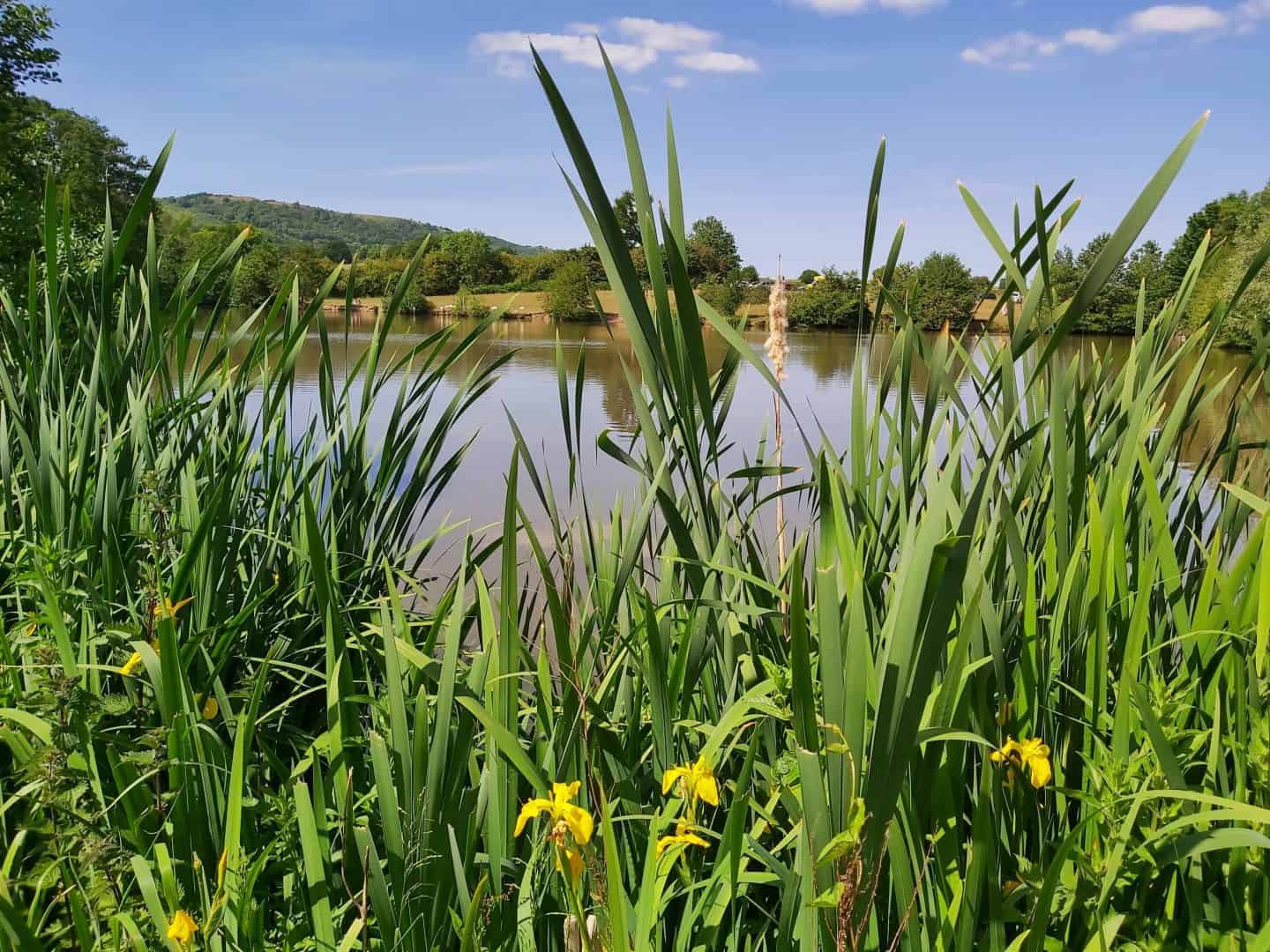 Reeds in foreground with yellow orchid flowers among them. View across a pond with Malvern Hills behind. 