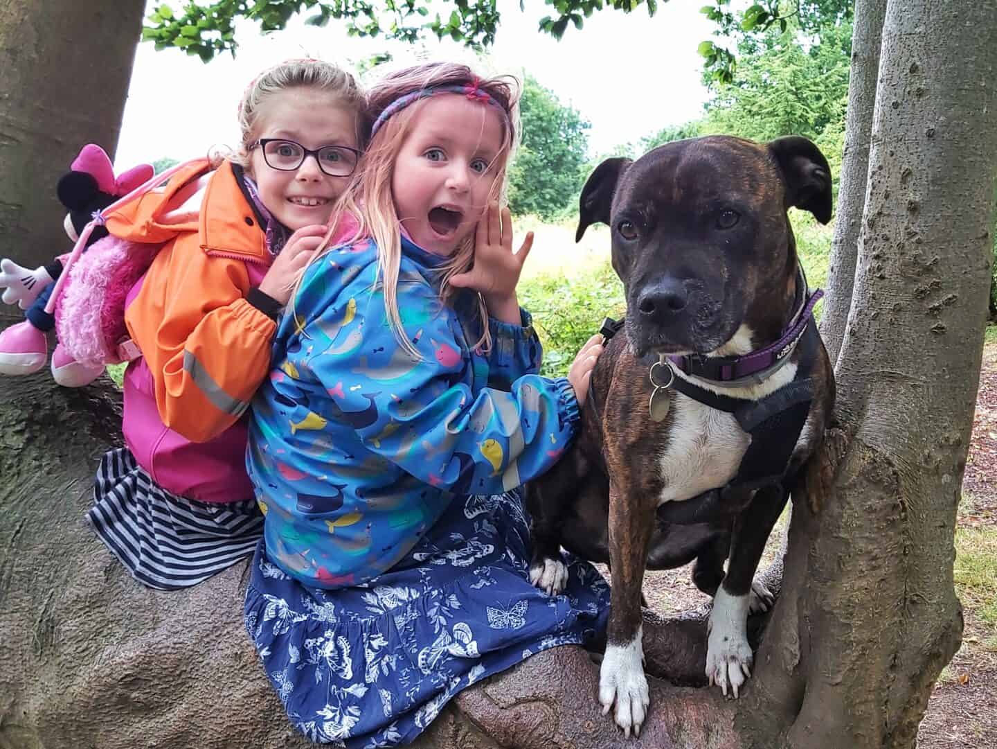 Two children and a dog sitting in a tree