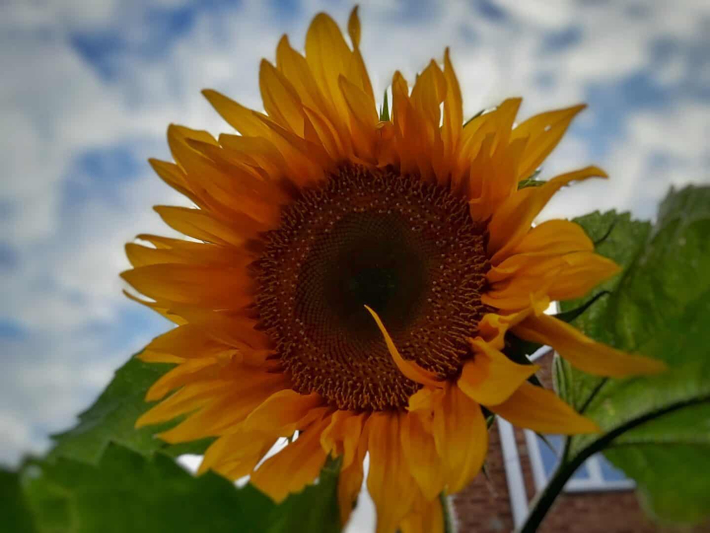 Yellow head of a large sunflower in bloom against the backdrop of blue sky