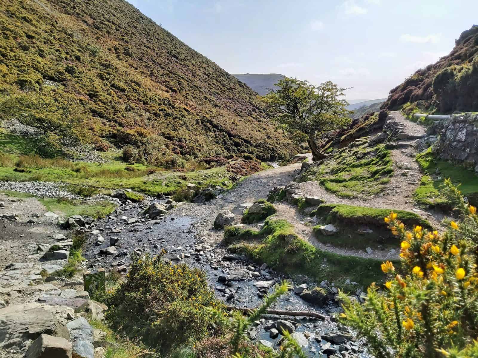 Carding Mill Valley dog friendly day out